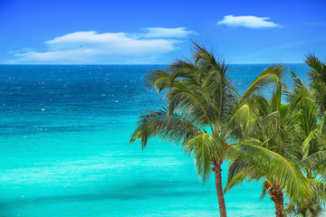 Tropical palm trees on a background of a panorama of a beautiful ocean and blue sky in summer.