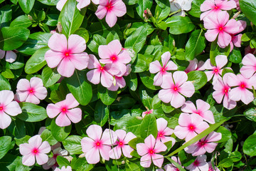 Spring flowers in Vietnam garden