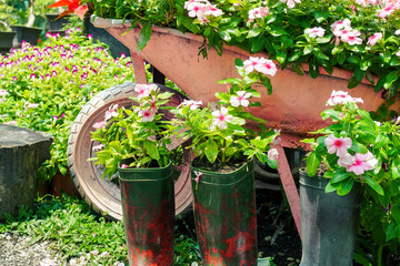 Flower arrangement in spring garden with wheelbarrow and boot shaped flower pots