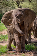 Fototapeta premium African elephant twists trunk dripping with water