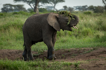 Fototapeta na wymiar African elephant throwing branches over its head