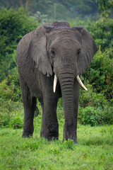 Fototapeta na wymiar African elephant stands before trees in clearing
