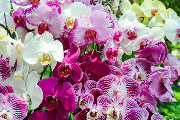 Fuchsia and white orchids in Vietnam spring garden