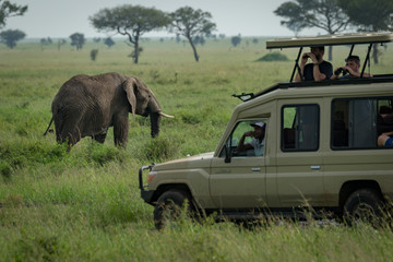 Fototapeta premium African elephant grazes in savannah behind jeep