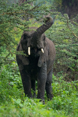 Fototapeta premium African elephant lifting trunk to browse acacia