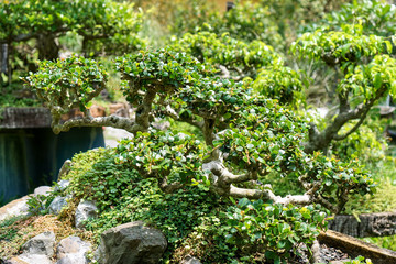 Bonsai tree in Vietnam garden
