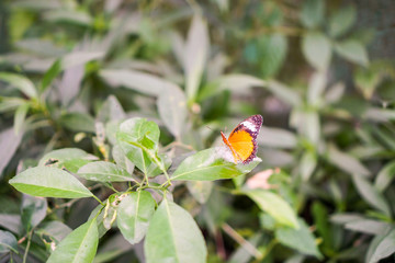 Butterfly in spring garden in Vietnam