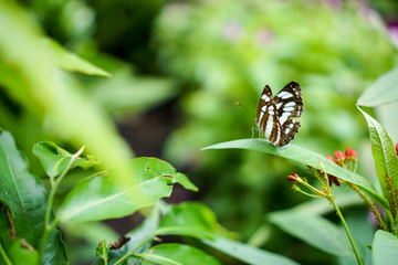 Butterfly in spring garden in Vietnam
