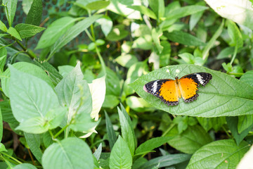 Butterfly in spring garden in Vietnam