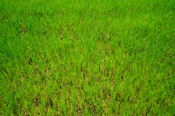 Wide Green grass