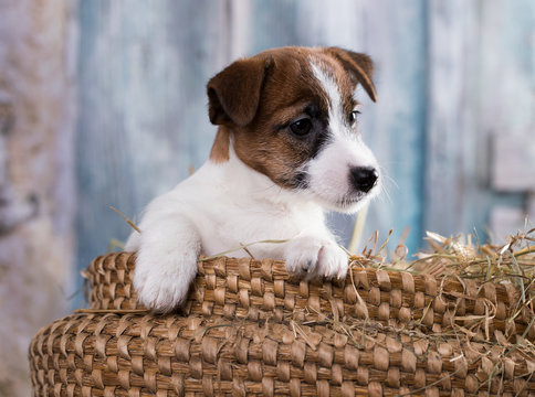 Puppy breed Jack Russell Terrier portrait dog