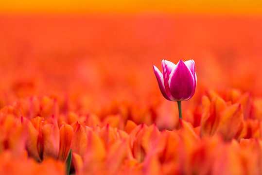 A single purple with white tulip is growing in a field with orange tulips