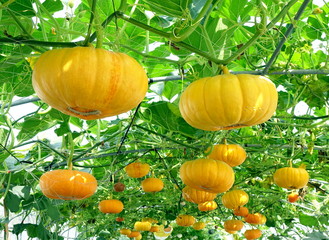 Bright Yellow Cheese Gourds