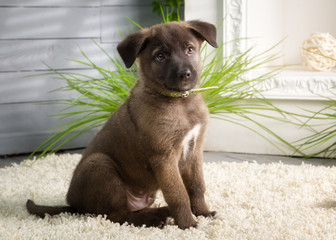 Brown puppy sitting on the carpet
