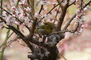 梅とメジロ