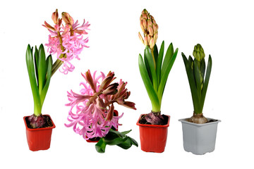 Set of Pink hyacinth isolated on white