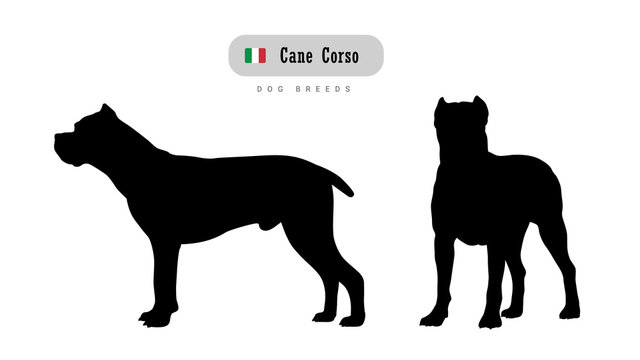 Dog breed Cane Corso. Italian Mastiff. Side and front view silhouettes isolated on white background.