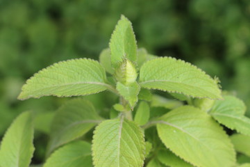 Pokrzywa indyjska "Makandi" Coleus forskohlii