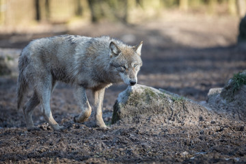 Obraz premium Grey Wolf Animal