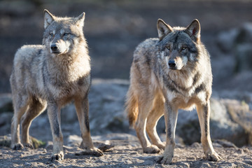 Obraz premium Grey Wolf Animal