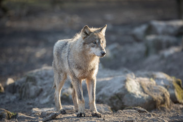 Fototapeta premium Grey Wolf Animal