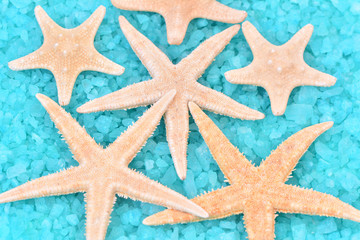 Starfish  in the salt