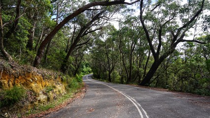 Obraz premium Straße in den Blue Mountains, NSW, Australien
