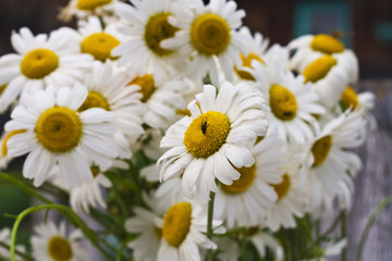 Fototapeta premium flower