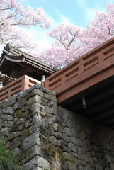 cherry blossom at Takatojoshi castle park / 高遠城址公園のヒガンザクラ