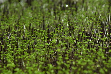 seedlings small green in a pot of lobelia