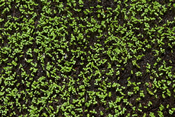 seedlings small green in a pot of lobelia