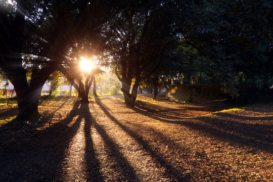 Fototapeta Shadows of trees at sunset    
