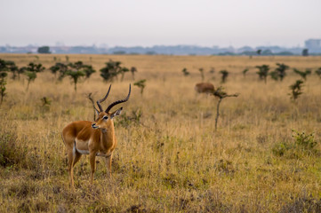 Naklejka na ściany i meble Impala in the savannah scrub of Nairobi Park in Kenya