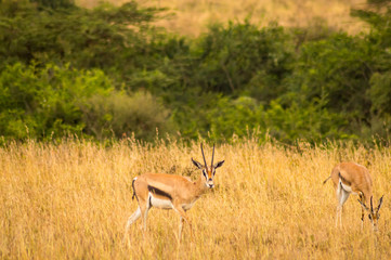 Naklejka na ściany i meble Thomson gazelles grazing in Nairobi park in Kenya