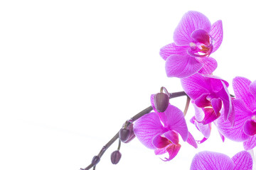 Fototapeta na wymiar beautiful Phalaenopsis orchid flowers