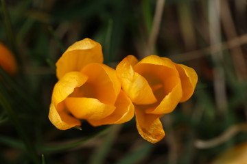 Bl&uuml;hender Krokus