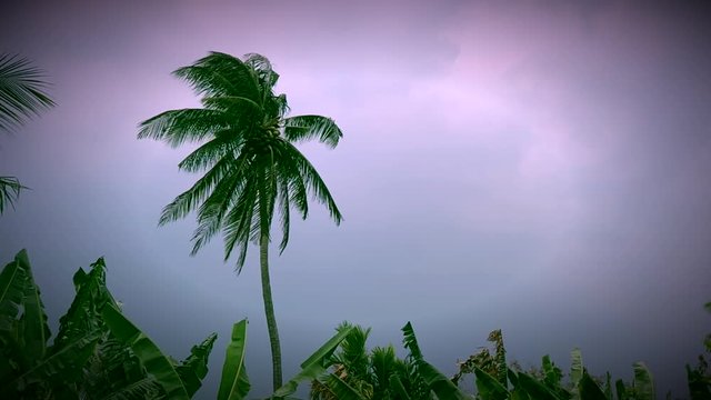 Coconut tree flicking from rain strom cloudy darkness, The sky with dramatic tone