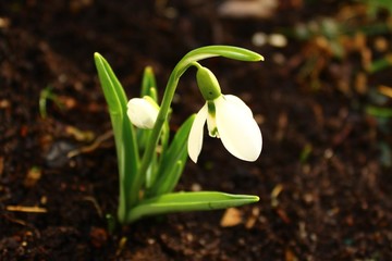 Schneeglöckchen