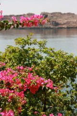 a flower that bloomed in a Nile River