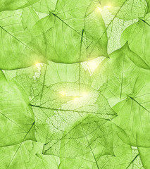 Fototapeta na wymiar dark green leaves background