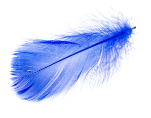 Beautiful blue feather on white background