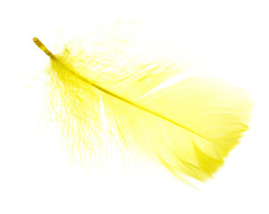 A beautiful yellow feather on a white background