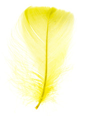 A beautiful yellow feather on a white background