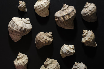 pattern from shells of rapans on black