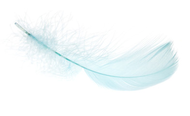 Beautiful blue feather on white background