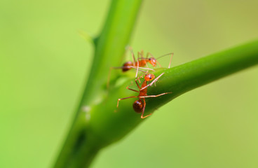 Ants, ant, or ants are easily found in Asia. Because there are everywhere. The animal is orange. Followed by green trees. The ants are grouped together as a community.