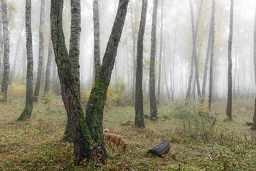 Misty morning in the woods in the fall. Morning, autumn. Birch grove near the city. Dog walking on the forest.