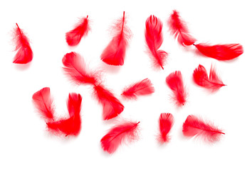 Red feathers isolated on white background