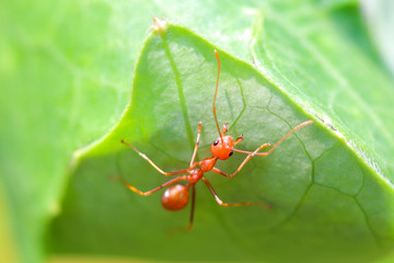 Ants, ant, or ants are easily found in Asia. Because there are everywhere. The animal is orange. Followed by green trees. The ants are grouped together as a community.