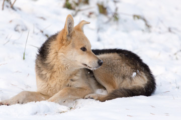 Portrait of dog on snow in winter